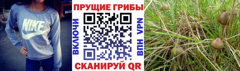 Галлюциногенные грибы Psilocybine cubensis  Тихвин 